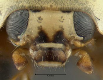 Media type: image;   Entomology 602362 Aspect: head frontal view